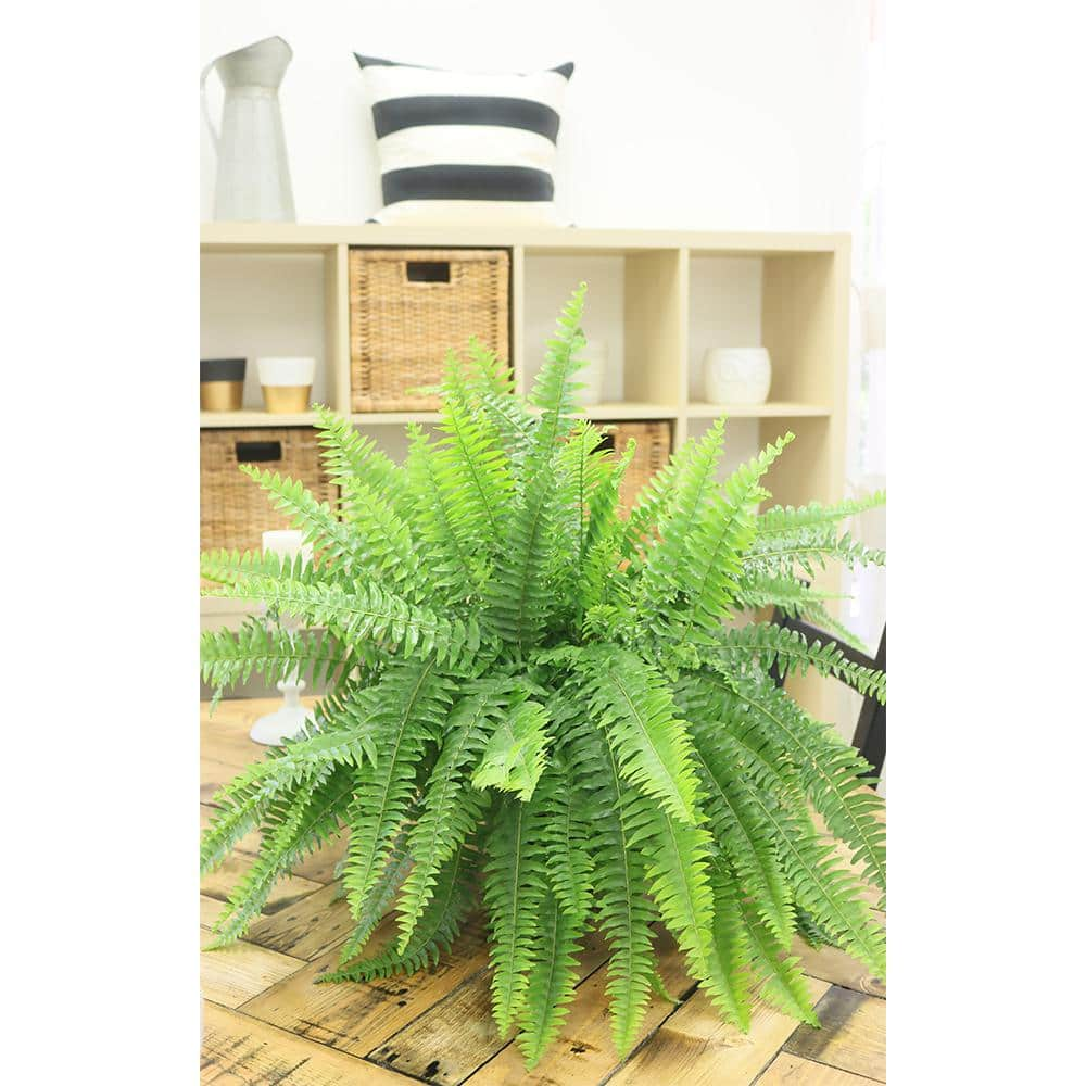 Costa Farms Boston Fern IndoorOutdoor Plant in 10 in. Hanging Basket Avg. Shipping Height 1-2 ft. Tall 10BOSTHB