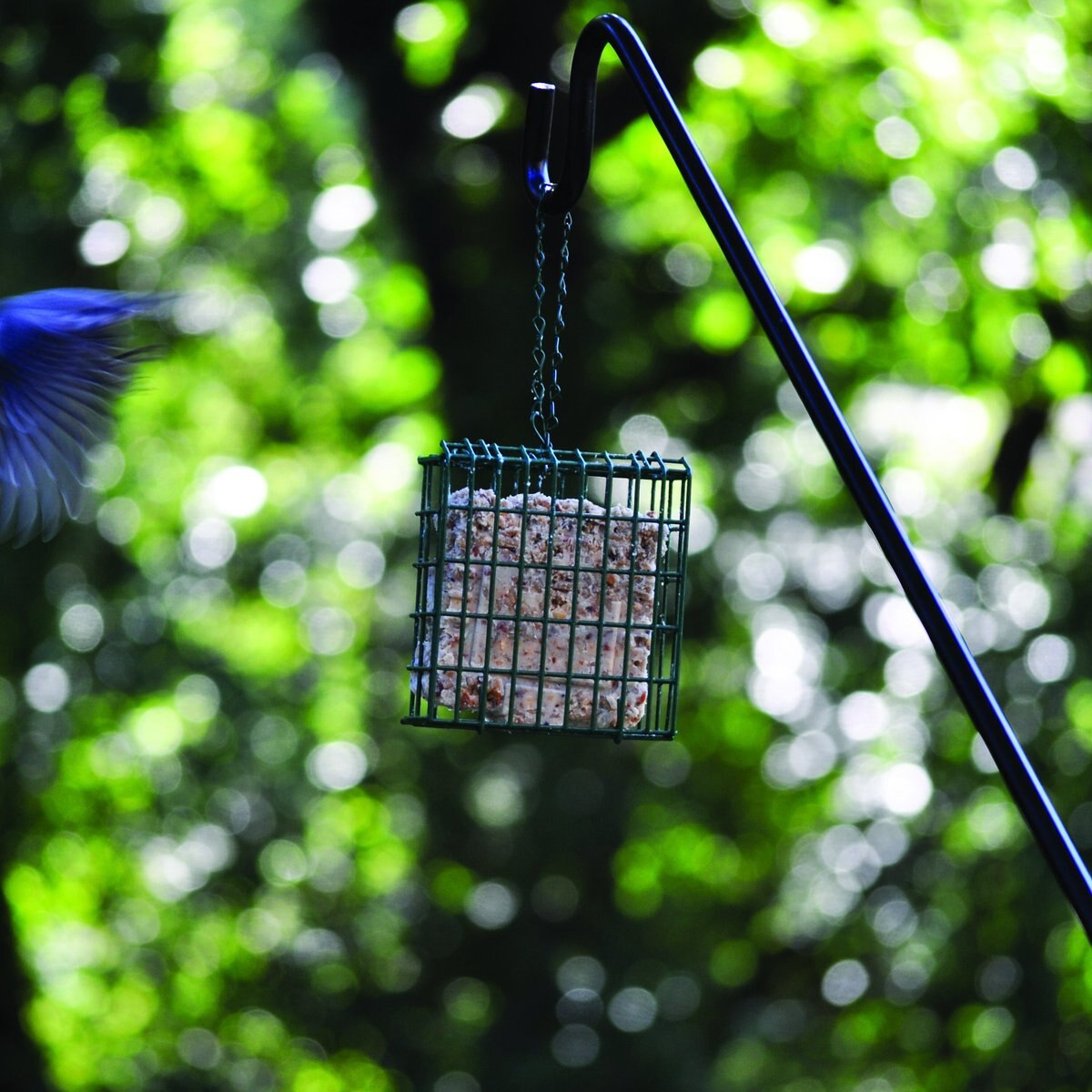 CandS Berry Treat Suet Wild Bird Food