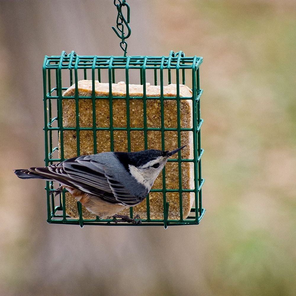 CandS Orange Delight No Melt Suet Dough Wild Bird Food