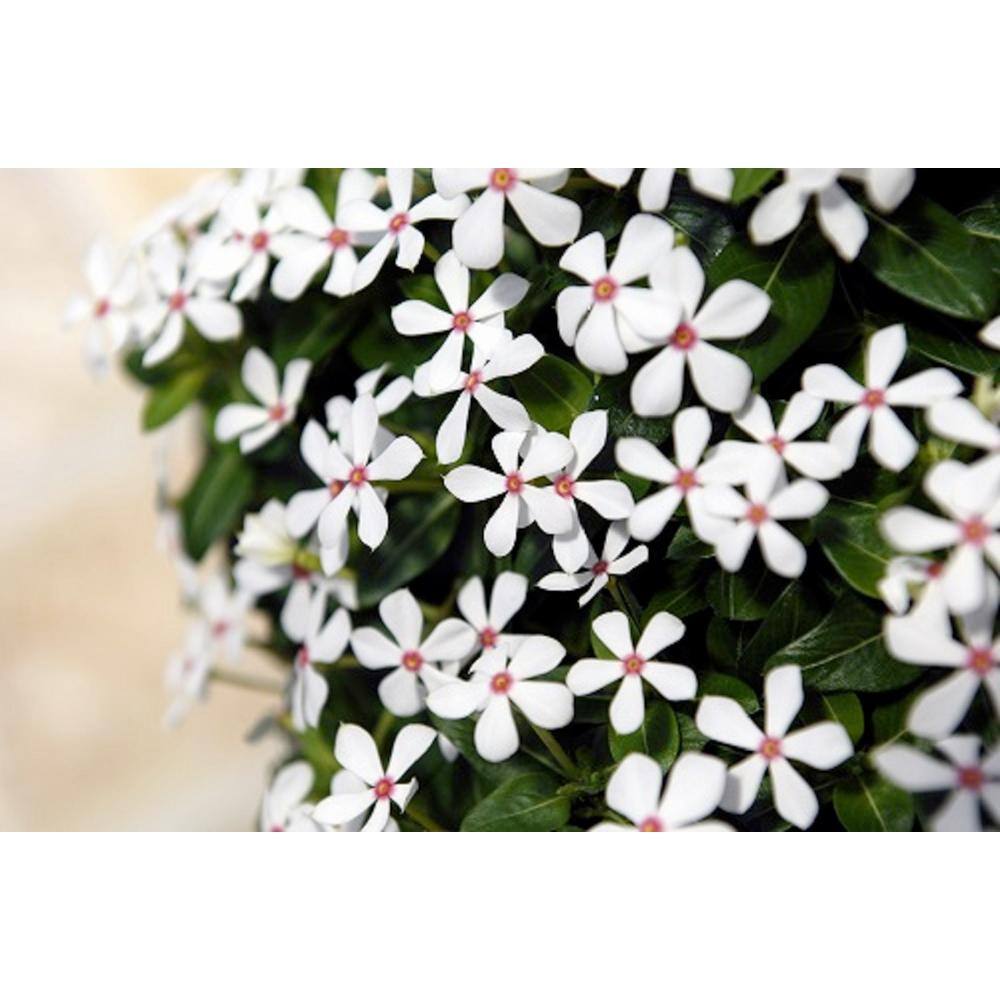 PROVEN WINNERS 4.25 in. Eco+Grande Soiree Kawaii White Peppermint Vinca (Catharanthus) Live Plants White Flowers (4-Pack) VINPRS3127504