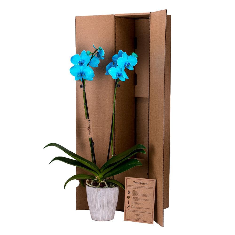 DecoBlooms 5 in. Orchid Aqua Color Fused in Container DB9066