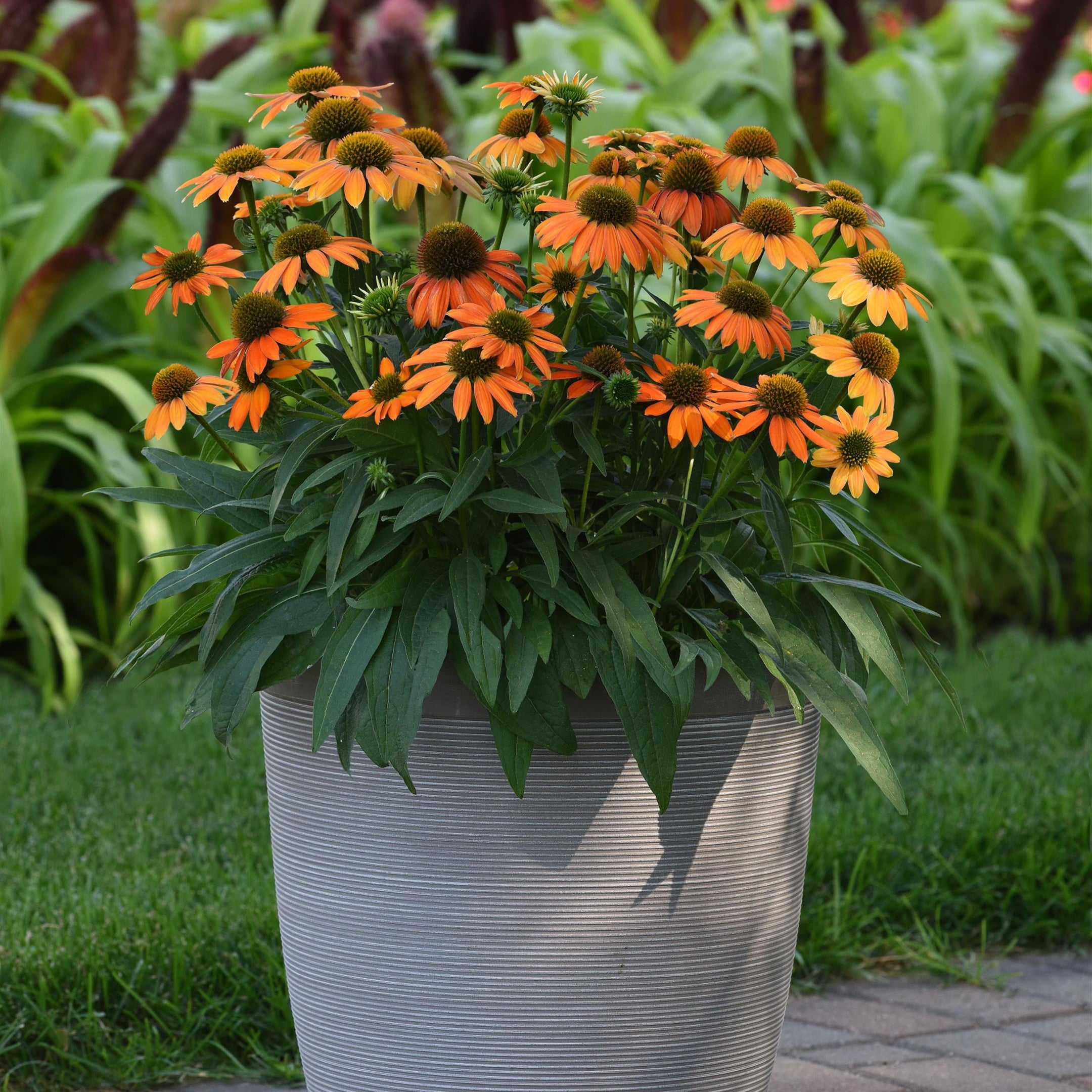 3.25 In. Echinacea Artisan™ coneflowers soft orange plant - 3 Piece