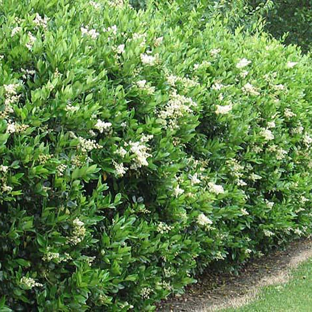 2.25 Gal. Ligustrum Recurvifolium Privet Shrub 14357