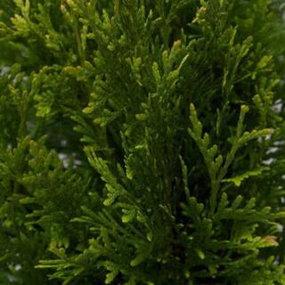 FLOWERWOOD 2.5 Gal - Green Giant Arborvitae (Thuja) TreeShrub with Fast-Growing Evergreen Foliage 30 Plus in. Tall 55243FL