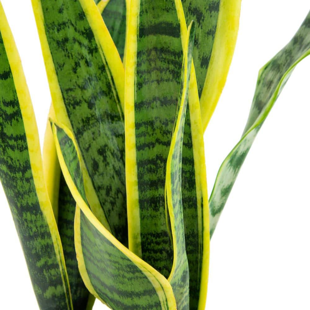 national PLANT NETWORK 6 In. Snake Plant 'Laurentii' Sansaveria Plant in black pot HD7313