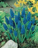 Muscari Armeniacum