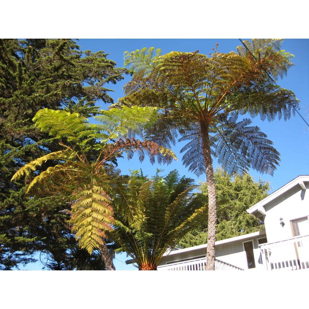 Wekiva Foliage Australian Tree Fern - Live Plant in a 10 in. Growers Pot - Sphaeropteris Cooperi - Tropical Fern for The Home and Gard VJ-071F-X3EL