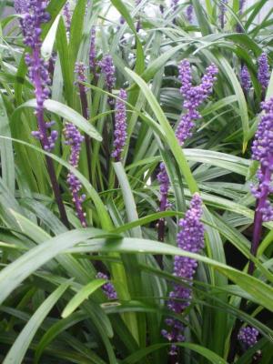 Classy Groundcovers - Lily Turf 'Royal Purple' Lilyturf， Border Grass， Monkey Grass {25 Pots - 3 1/2 inch Square}