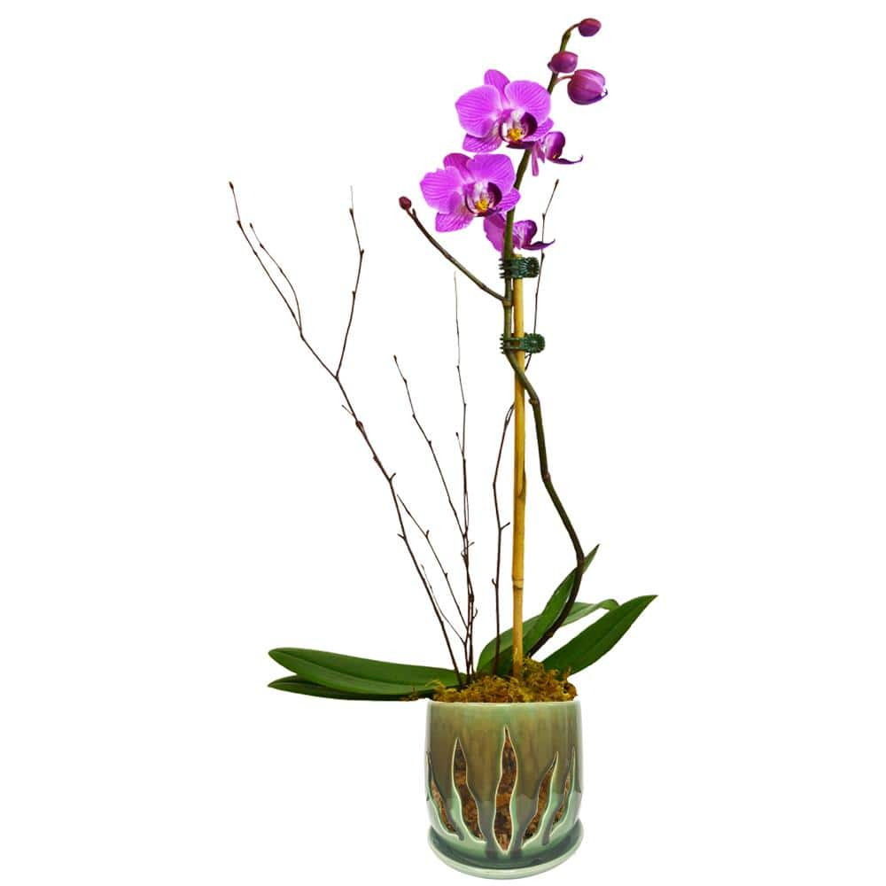 Better-Gro 5 in. Green Ceramic Lilly Design Orchid Pot Twin Pack 54026