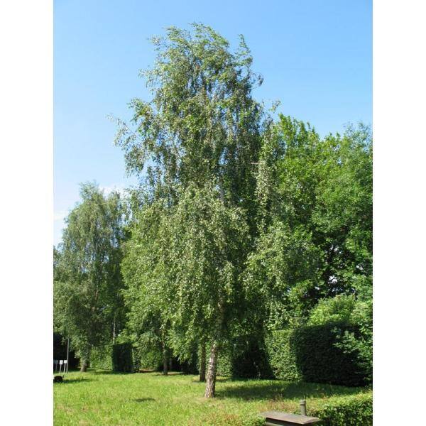 Online Orchards Weeping White Birch Tree Bare Root SHBR002