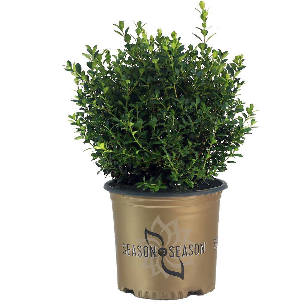 SEASON TO SEASON 2 Gal Baby Gem Boxwood Shrub 18669