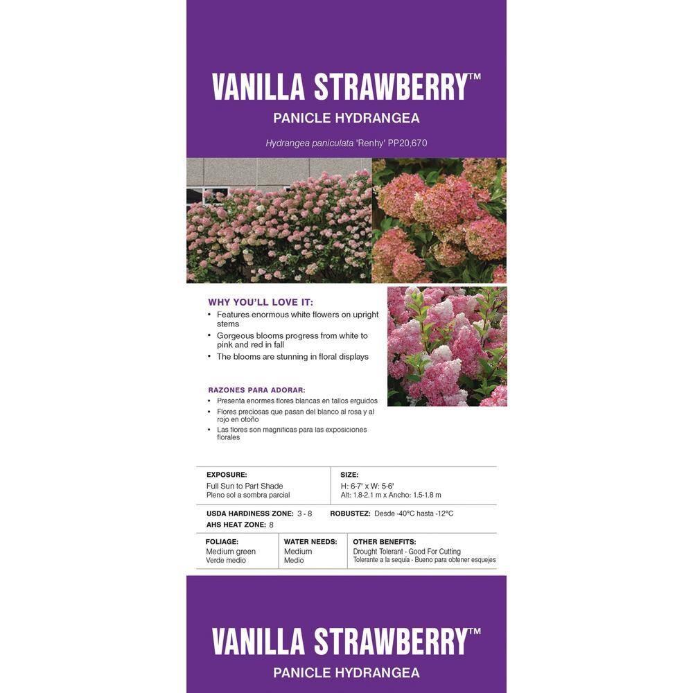 FIRST EDITIONS 3 Gal. Vanilla Strawberry Panicle Hydrangea Shrub with Pink Flowers 14530