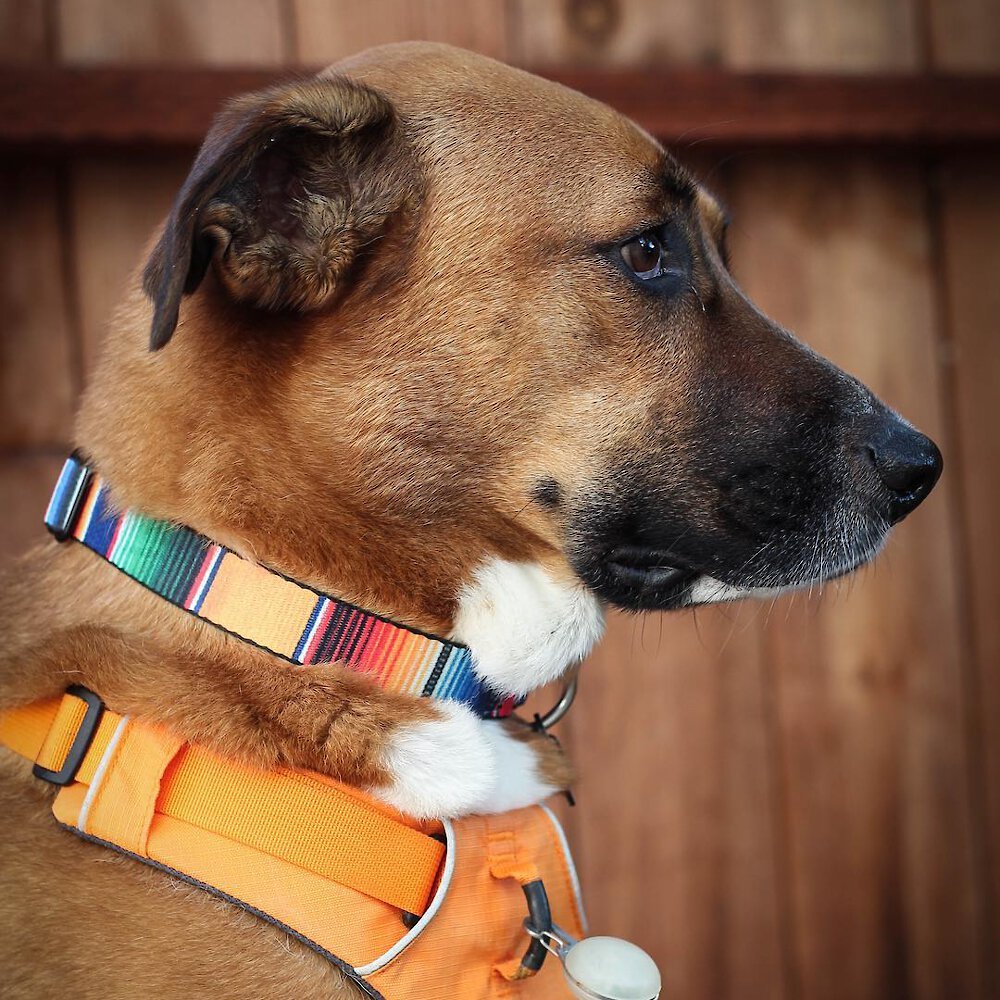 Buckle-Down Zarape Dog Collar