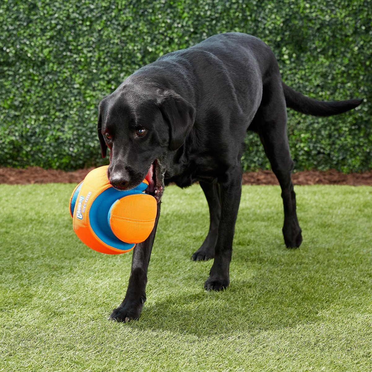 Chuckit! Kick Fetch Ball Dog Toy