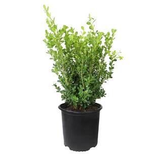 ALTMAN PLANTS 3G Japanese Boxwood Shrub (BUXUS JAPONICA) Single 0881412