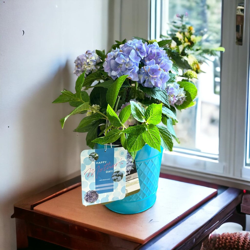 Mini Penny Hydrangea with beautiful pot