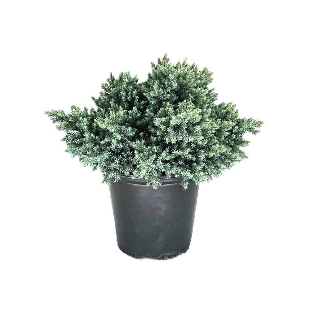 1.5 Gal. Blue Star Juniper Live Shrub with Icy Blue Folliage 1000043170