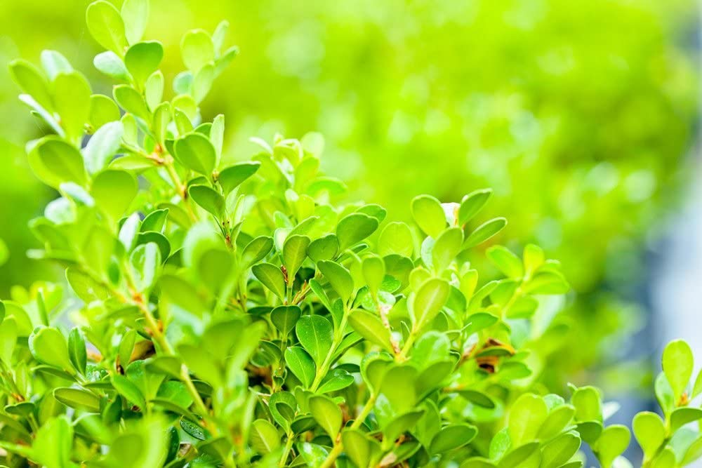 3 Gal. Japanese Boxwood - Hardy Evergreen Hedge Plant