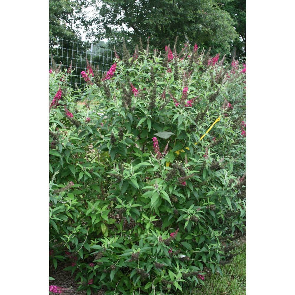 FIRST EDITIONS 3 Gal. Funky Fuchsia Butterfly Bush Flowering Shrub with Fragrant Reddish-Pink Flowers BBBUD33FUH1PK