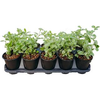 Vigoro 4.5 in. Creeping Myrtle Vinca minor (10-Pack) 17915