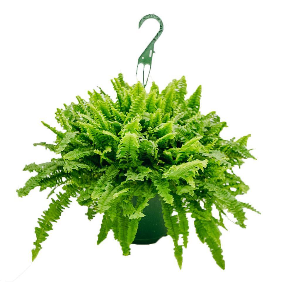 Vigoro 8 in. Hanging Fern Plant in Grower Pot 12180