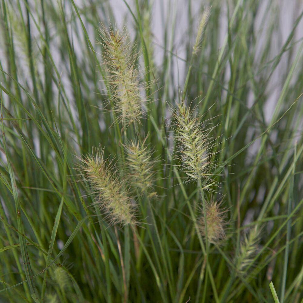 FLOWERWOOD 3 Gal. Pot - Hamelin Dwarf Fountain(Pennisetum)Grass Live Plant 21933