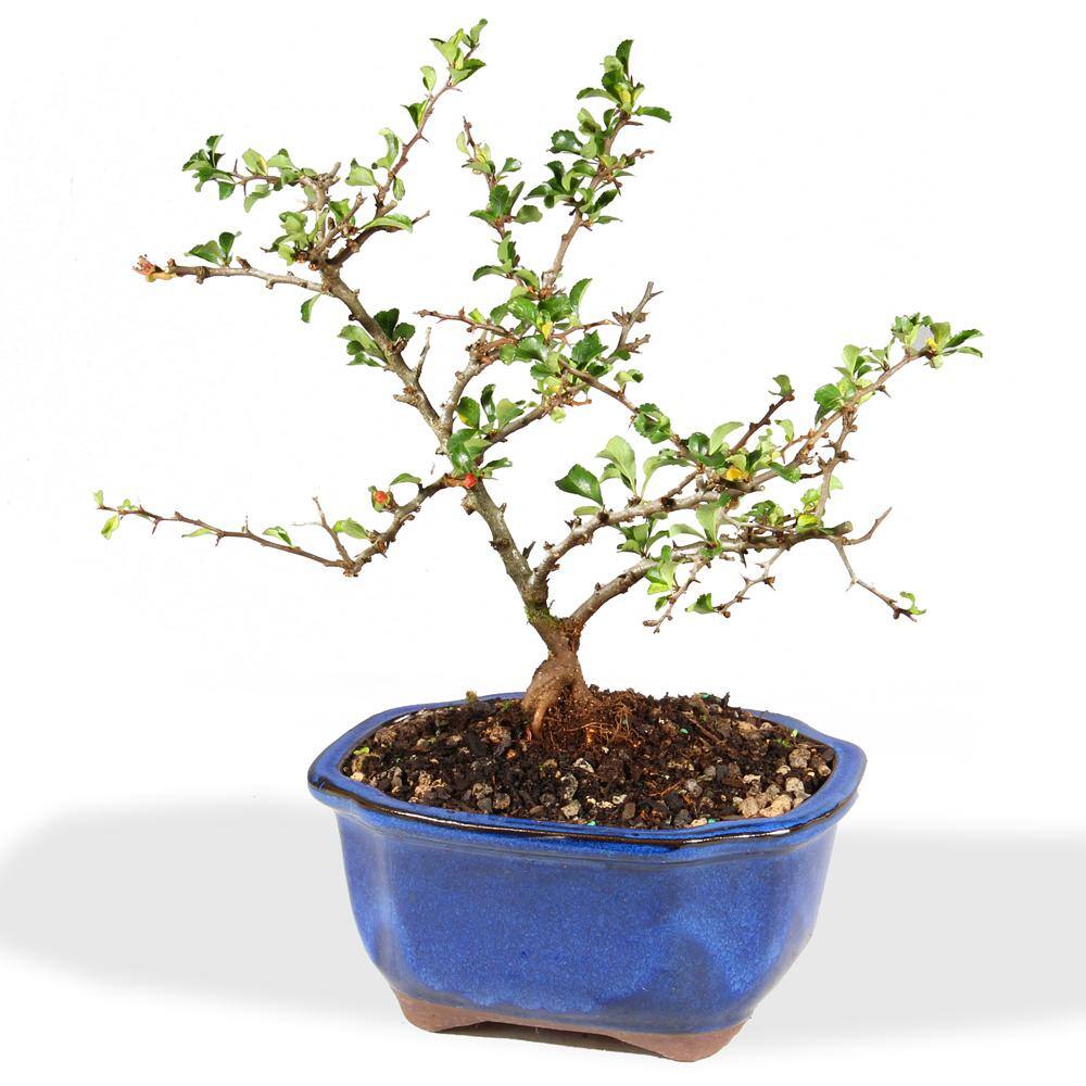 brussel's BONSAI Red Chojubai Quince Tree DT9422RCQ