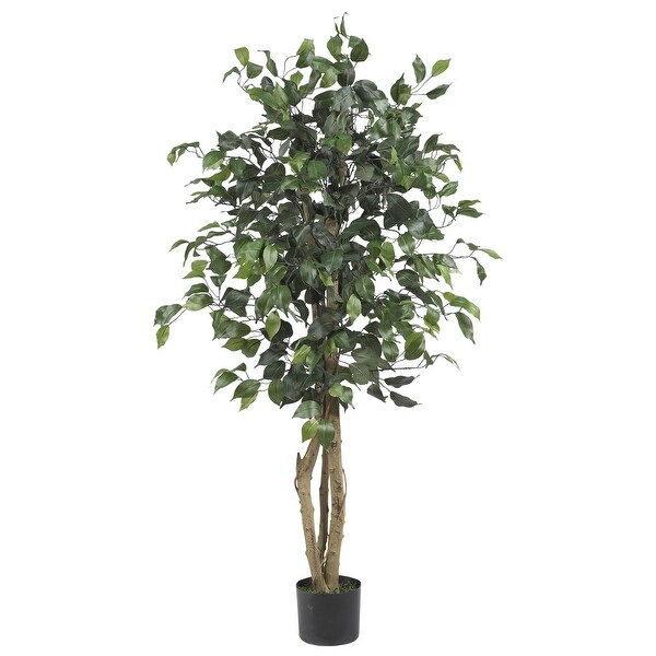 4' Ficus Silk Tree