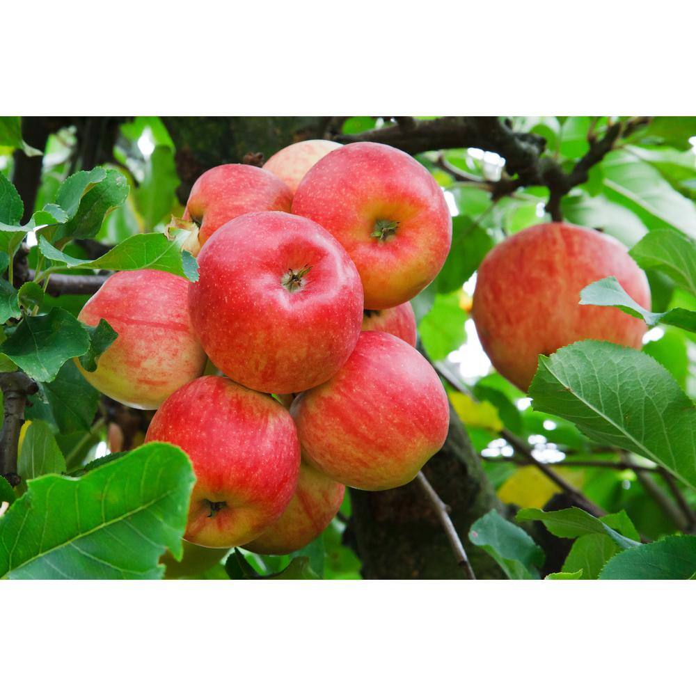 Online Orchards Cold Hardy Autumn-Ripening Incredibly Sweet Apples Prairie Spy Apple Tree (Bare-Root 3 ft. to 4 ft. Tall 2-Years Old) FTAP012