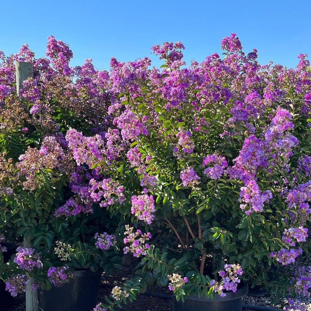 5 Container Catawba Purple Crape Myrtle Deciduous Tree LACB05