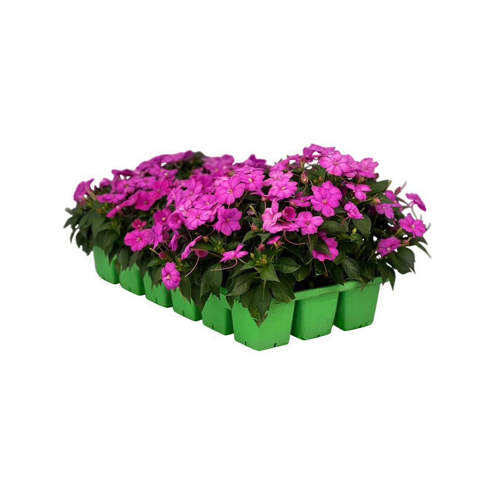 SunPatiens 18-Pack Compact Hot Pink SunPatiens Impatiens Outdoor Annual Plant with Pink Flowers in 2.75 In. Cell Grower's Tray DC18PKSUNPIN