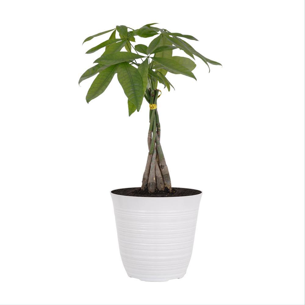 United Nursery 14 in. to 16 in. Tall Money Tree Pachira Plant in 6 in. White Decor Pot 74356