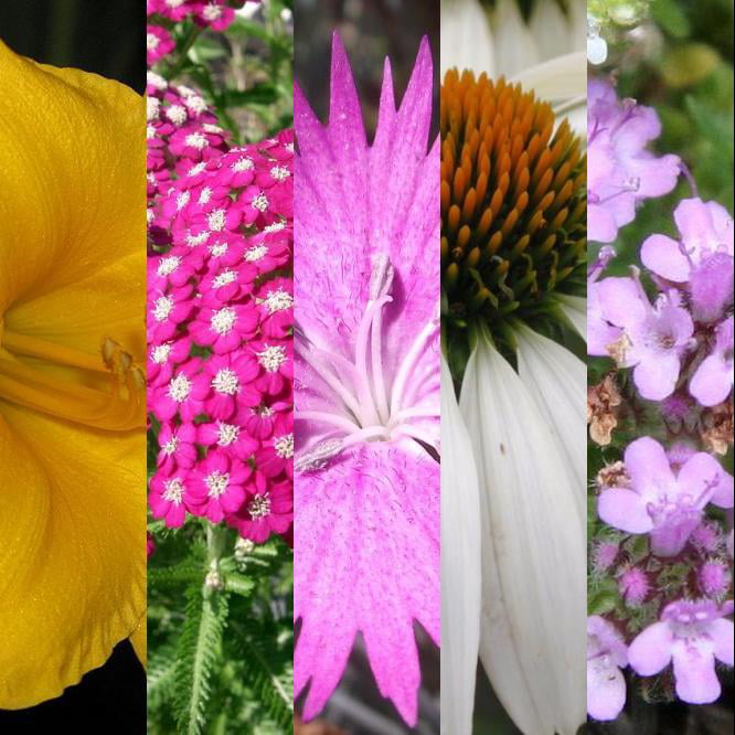 Classy Groundcovers - Fragrant Plants for Sun: 25 Achillea 'Oertel's Rose'， 25 Dianthus 'Fire Witch'， 25 Echinacea 'White Swan'， 25 Thymus 'Pink Chintz'， 25 Hemerocallis 'Stella de Oro'