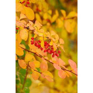 Online Orchards 1 Gal. Dwarf Golden Barberry Shrub with Exceptionally Bright Yellow Foliage SBBB002