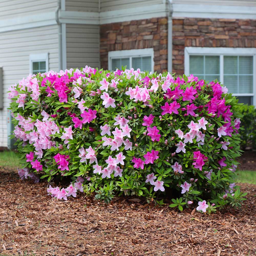 Conversation Piece Azalea