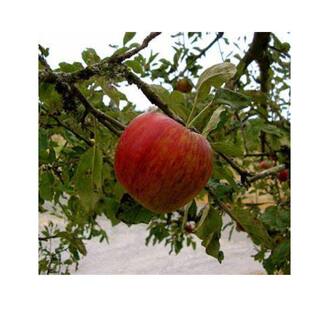 7 Gal. Semi-Dwarf Jonathan Apple Tree APPJON07GD