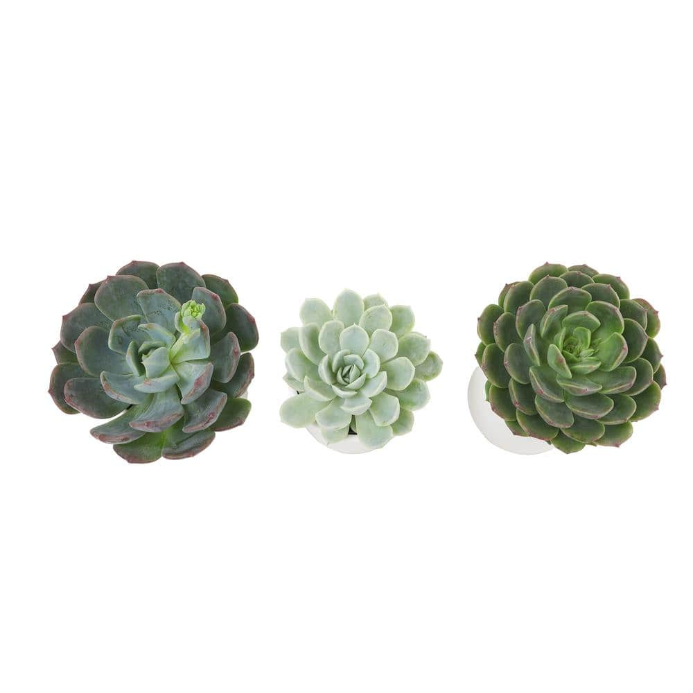 ALTMAN PLANTS 2.5 in. Echeveria Assorted Varieties in Matte White Cylindrical Decco Pots (3-Pack) 0872547