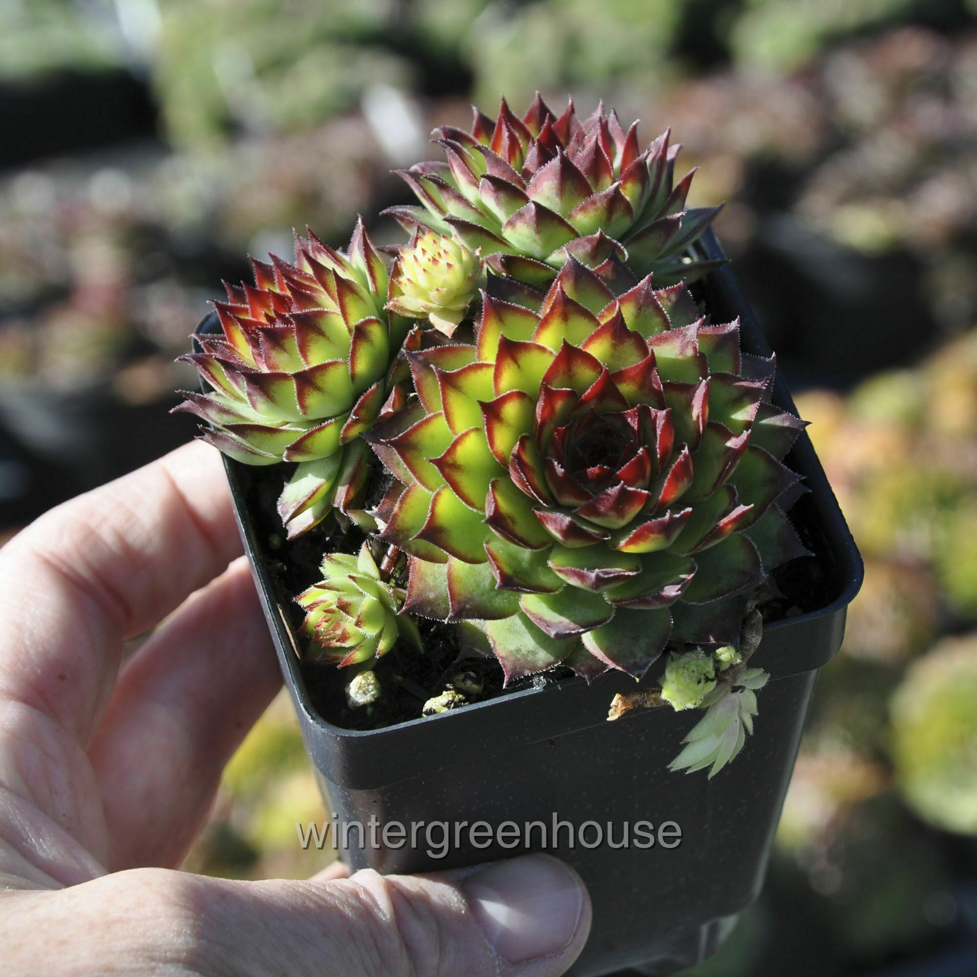 Sempervivum， Montfort， Hen And Chicks - Pot Size: 3