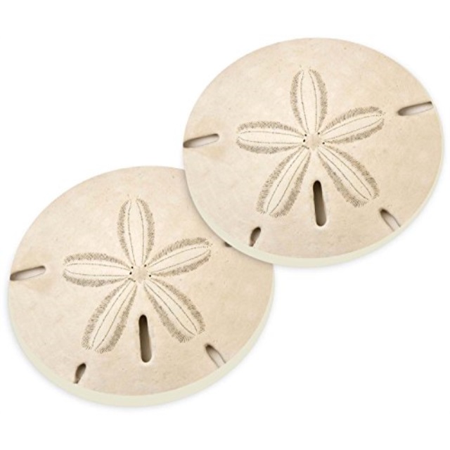 Sand Dollar Seashell Coastal 2.75 x 2.75 Absorbent Ceramic Car Coasters Pack of 2