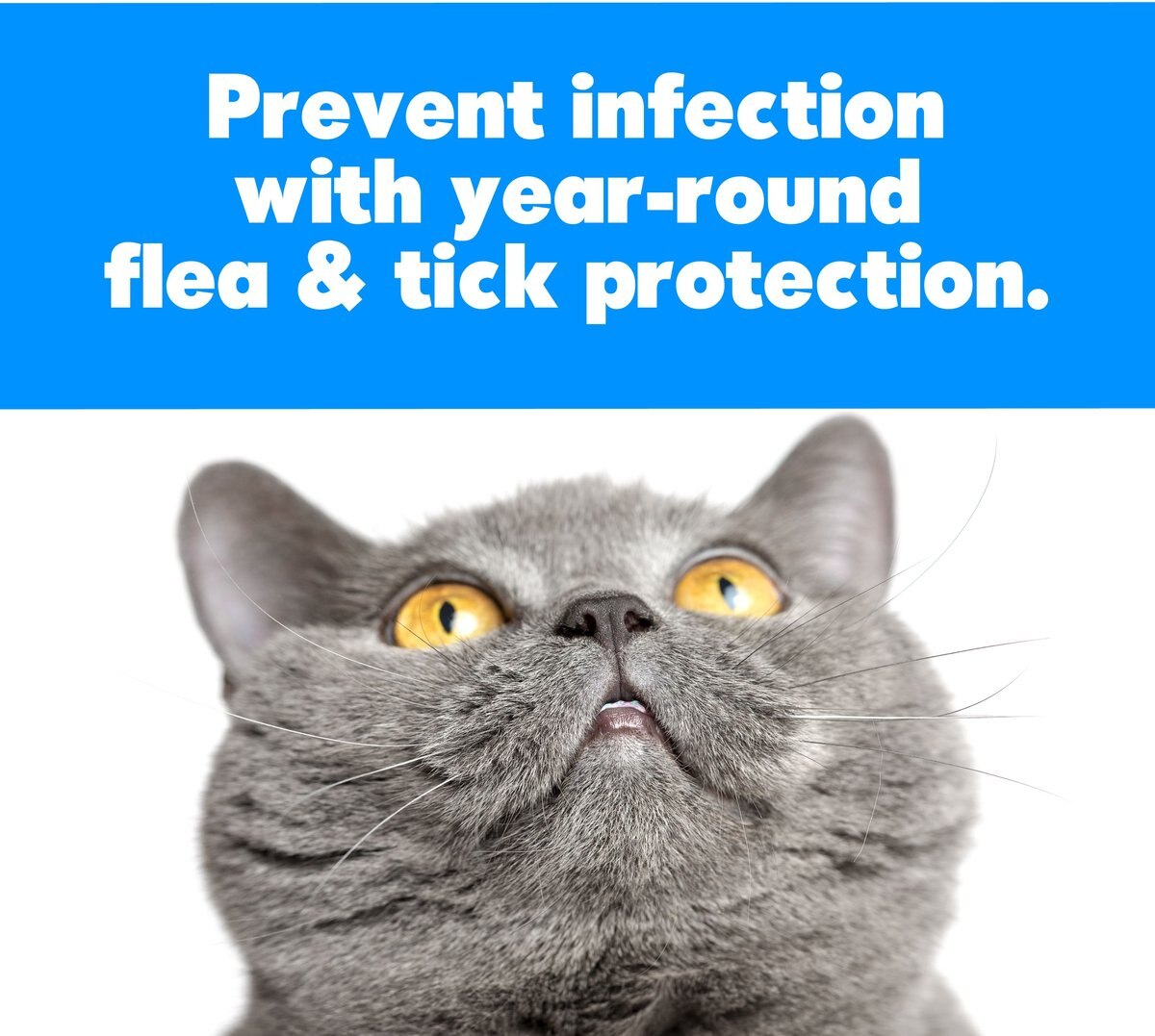 Sergeant's Gold Flea and Tick Shampoo for Cats