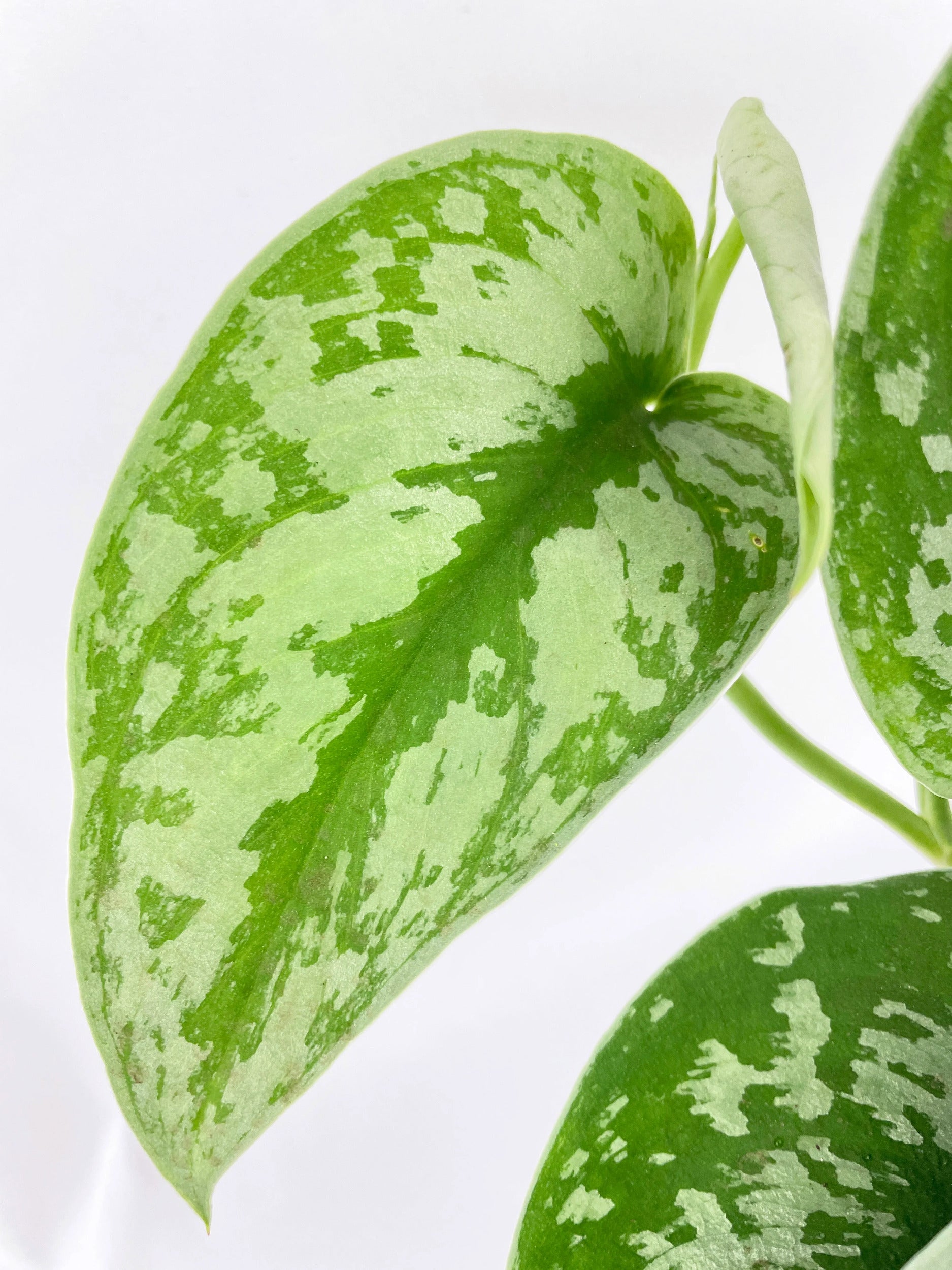 Scindapsus Pictus 'Exotica' Pothos