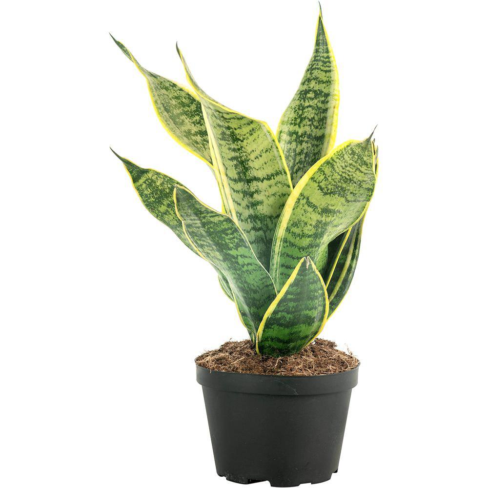 Costa Farms Grower's Choice Sansevieria Indoor Snake Plant in 6 in. Grower Pot Avg. Shipping Height 1-2 ft. Tall 6SANZ