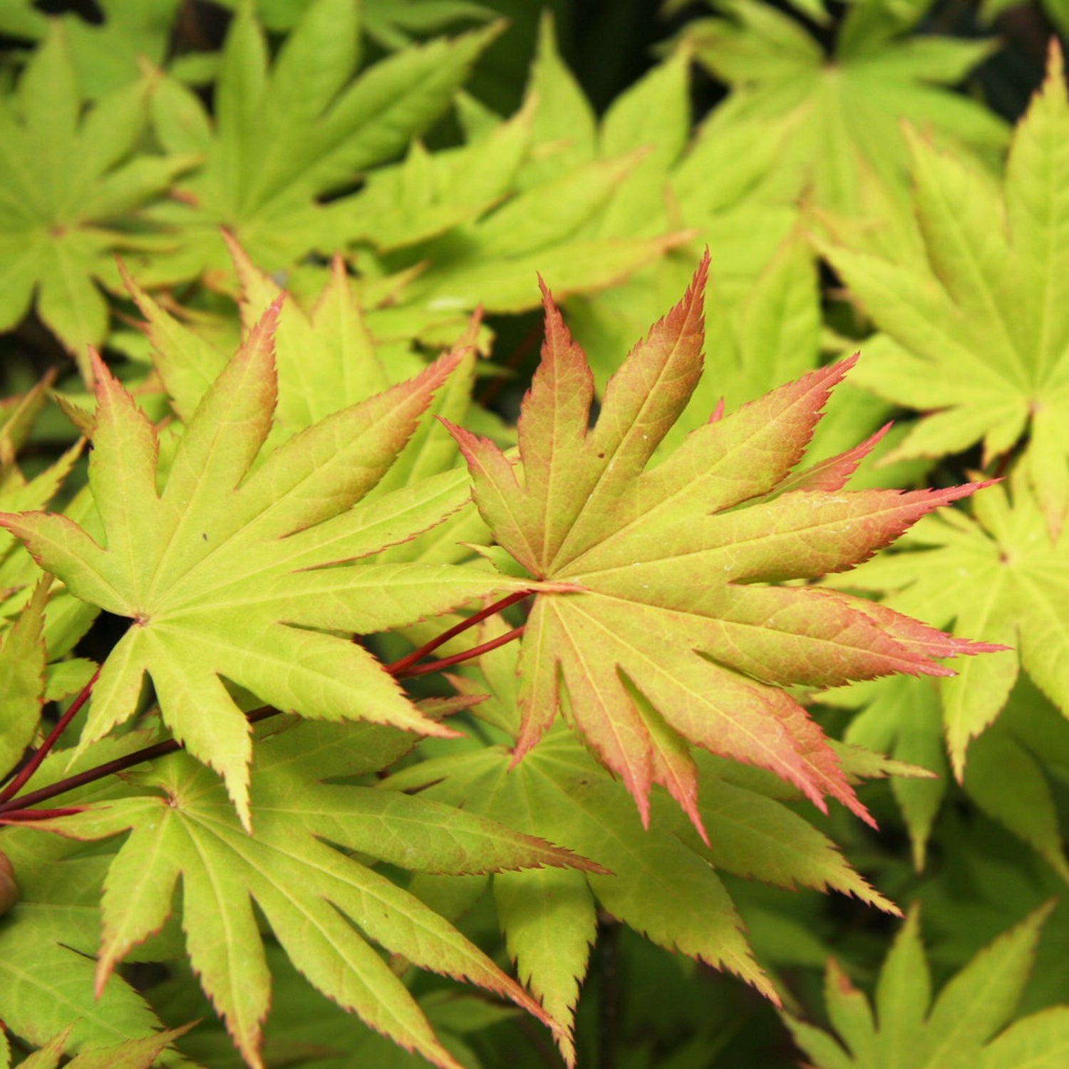 Green Laceleaf Japanese Maple Ornamental Tree grown in a 1.50 Gallon Pot (1-Pack)