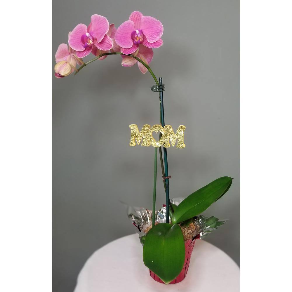 Mothers Day Orchid Plant in 4 in. Grower Pot with Red Wrap MomOrcR04