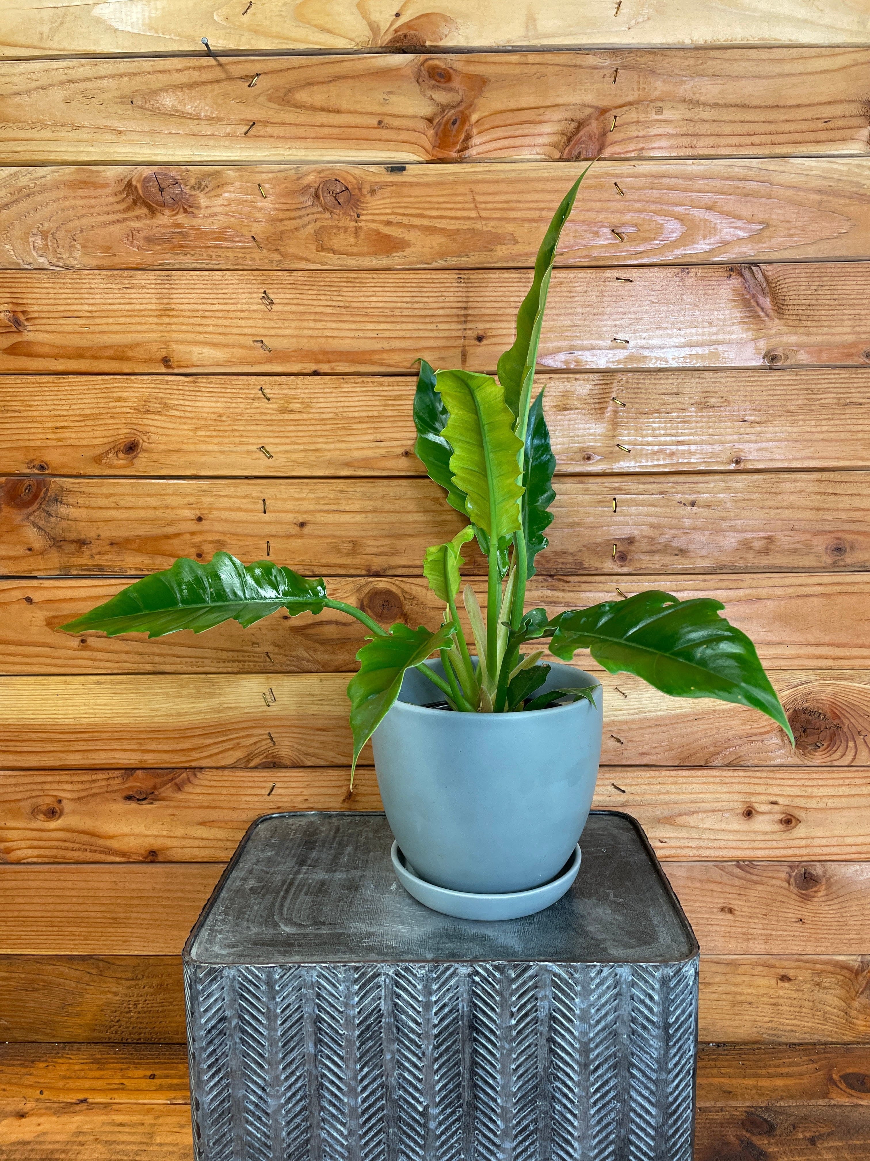 Philodendron Tiger Tooth， 6