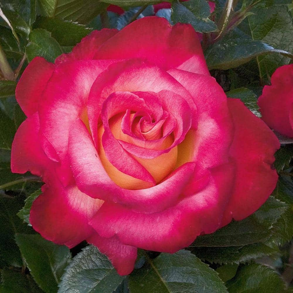 Spring Hill Nurseries Dick Clark Grandiflora Rose Live Bareroot Plant Red Color Flowers (1-Pack) 60989