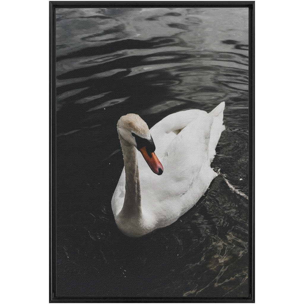 Swan Framed Canvas