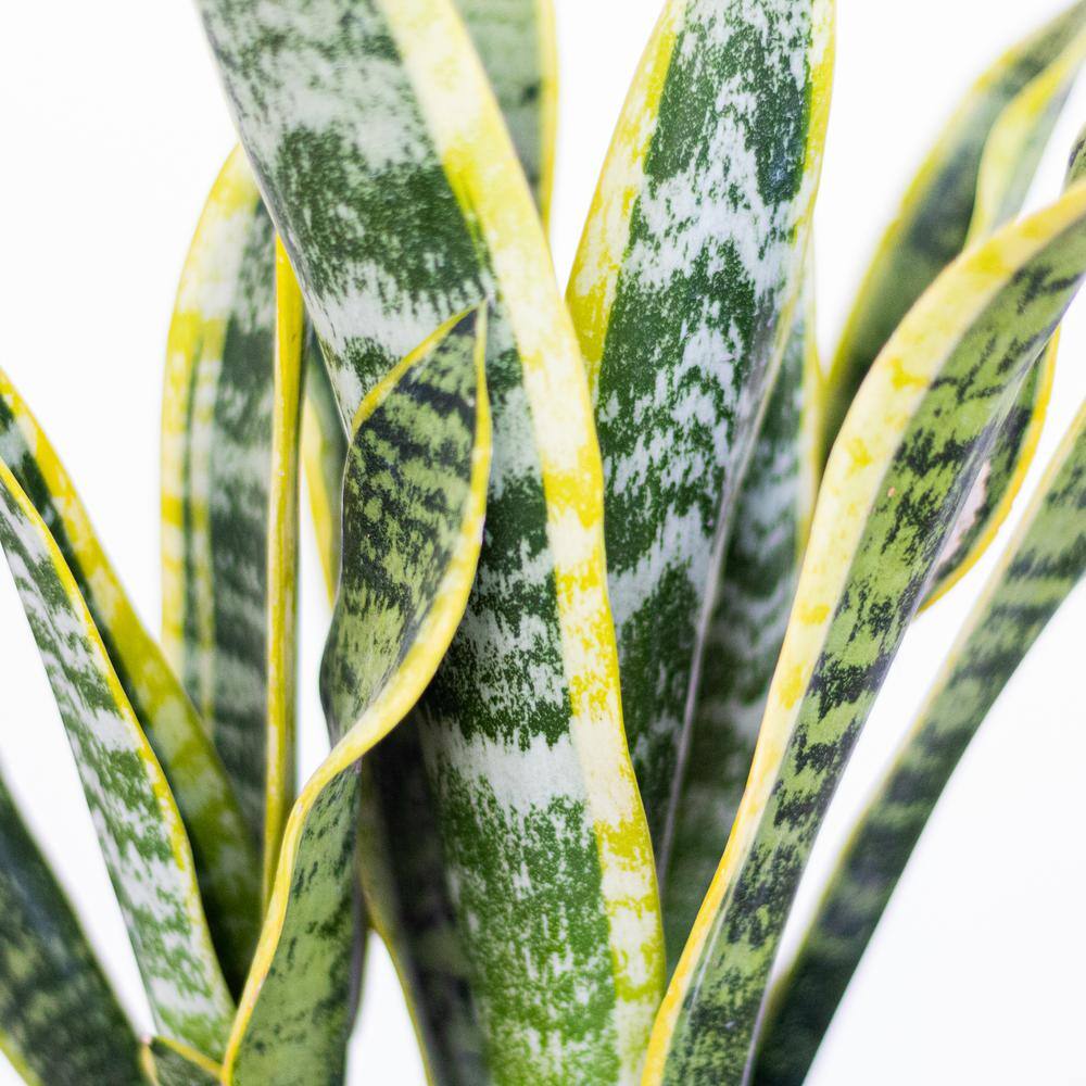 United Nursery Sansevieria Laurentii Live Snake Plant in 6 inch Premium Ecopots White Grey Pot SLAUREN6SHWG