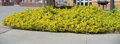 Classy Groundcovers - Lantana 'New Gold'  {25 Pots - 3 1/2 inch Square}