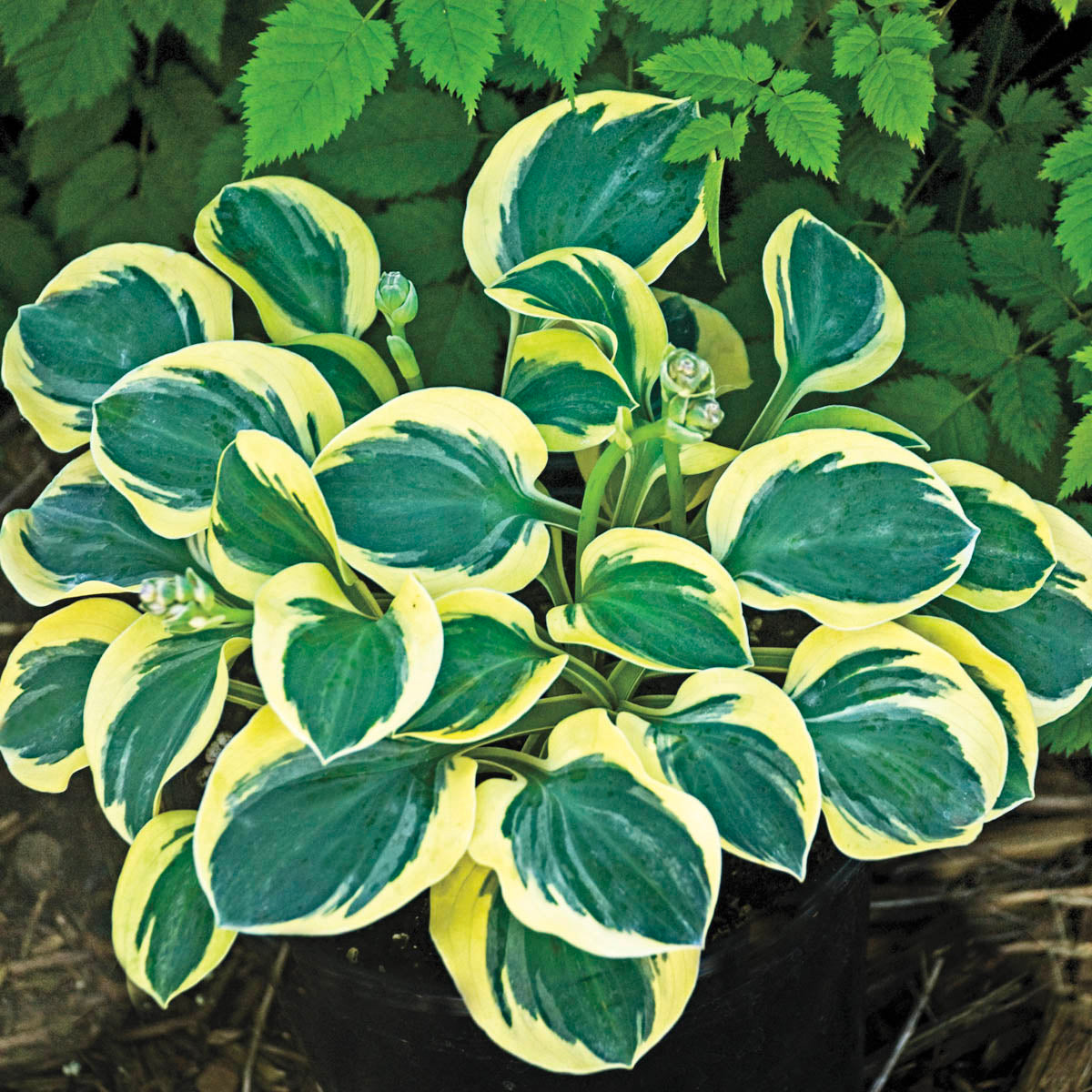 Mighty Mouse Hosta Dormant Bare Root Perennial Roots (3-Pack)